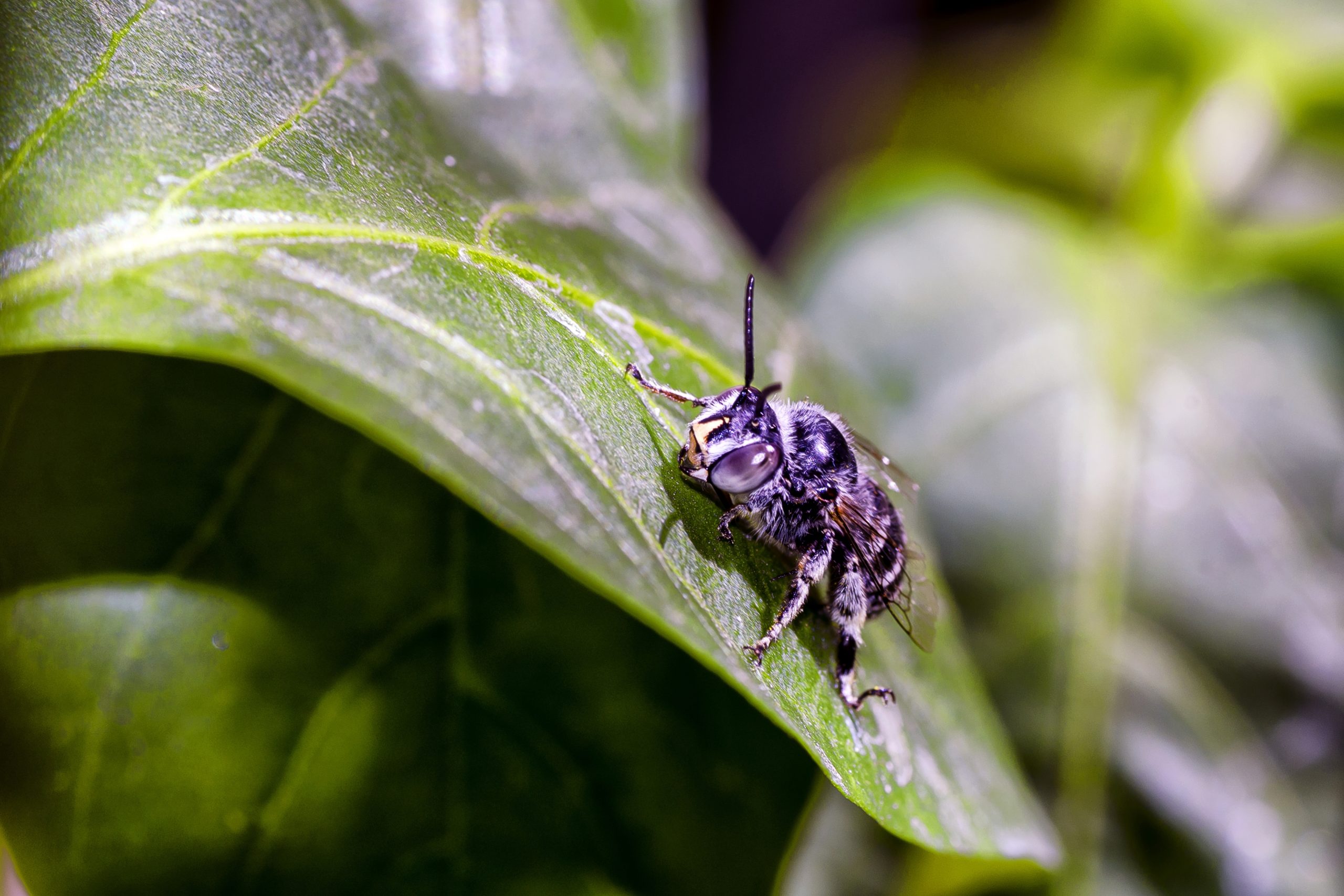 Pest control