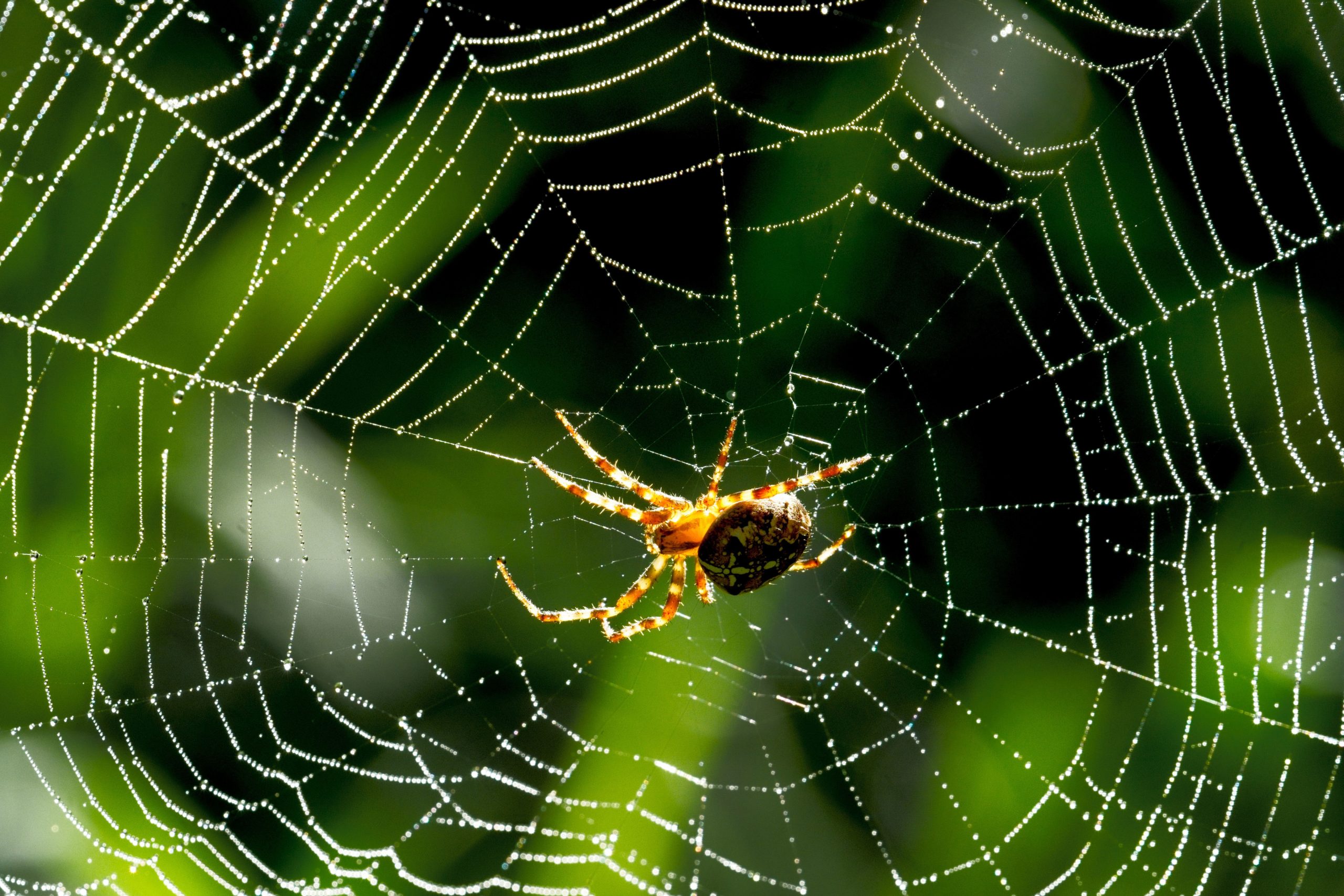 Spider Season in Canberra: What to Watch For and How to Stay Safe
