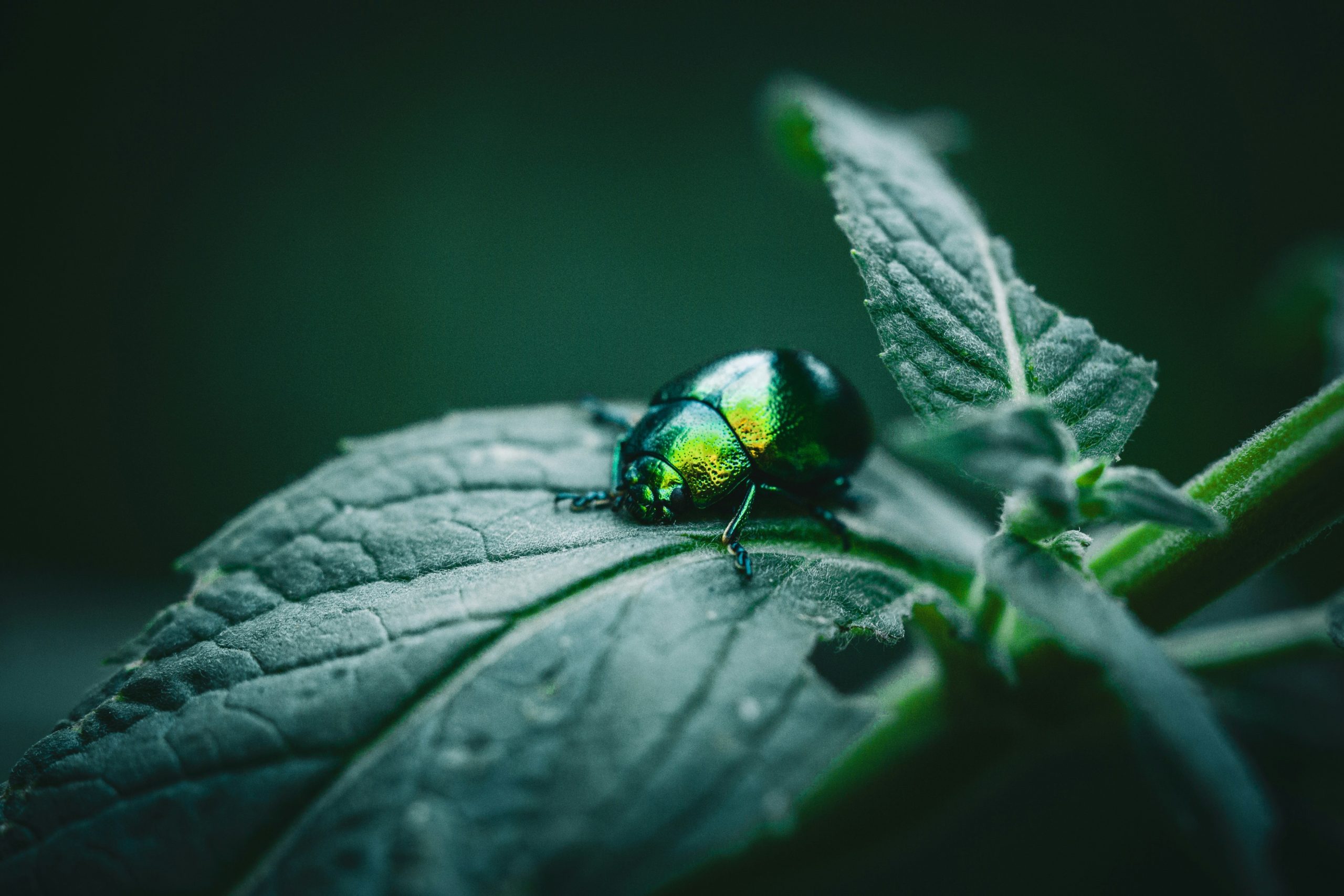 Pest control